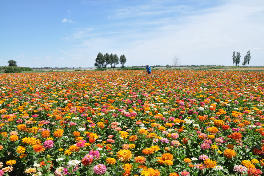 花仙子万花园2012年5月隆重开园