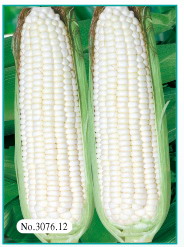 Corn silver glutinous