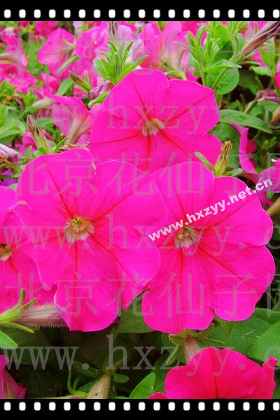 F1 dream petunia pink 