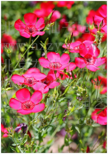 red flax