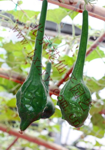 HESHOU GOURD