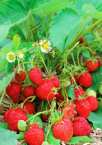 观赏草莓