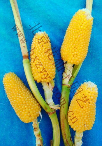 pipeapple fruit corn