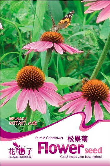 CONEFLOWER PURPLE