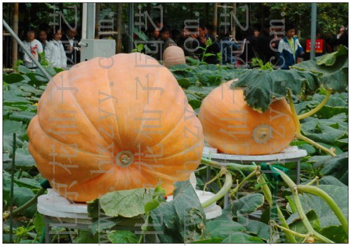 CHAO JU XING NAN GUA-- PUMPKIN