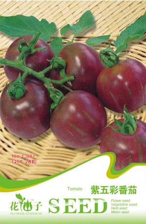 紫五彩番茄