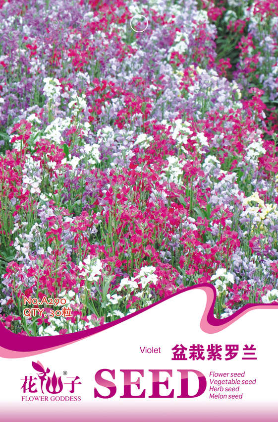 盆栽紫罗兰