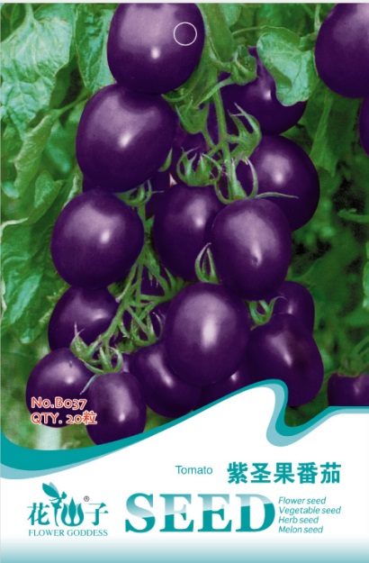 紫圣女果番茄